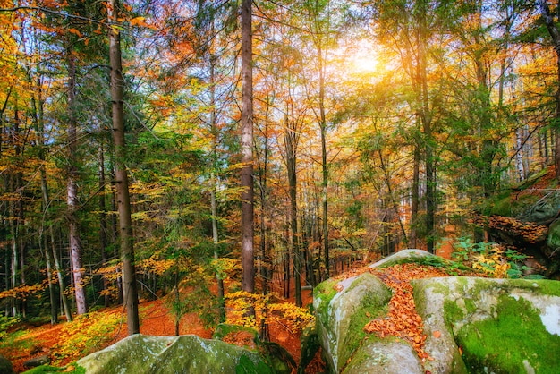 Forest Road in autunno. Paesaggio.