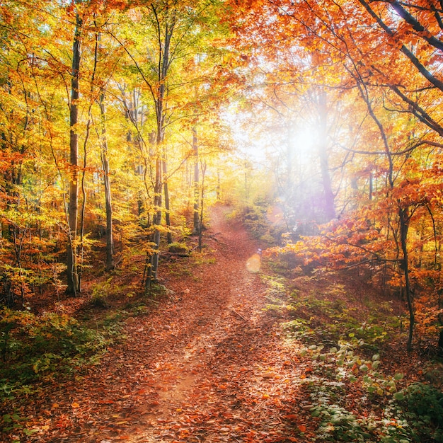 Forest Road in autunno. Paesaggio.