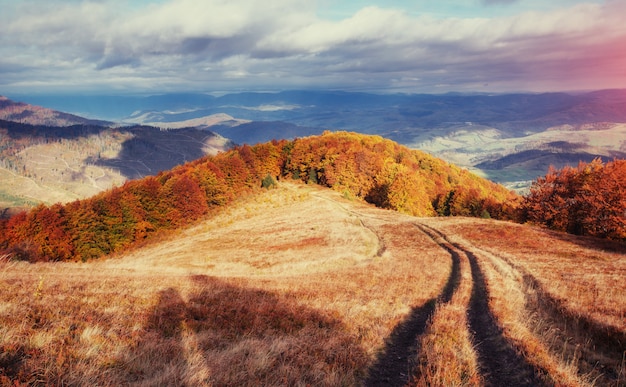 Forest Road in autunno. Panorama Ucraina Europa