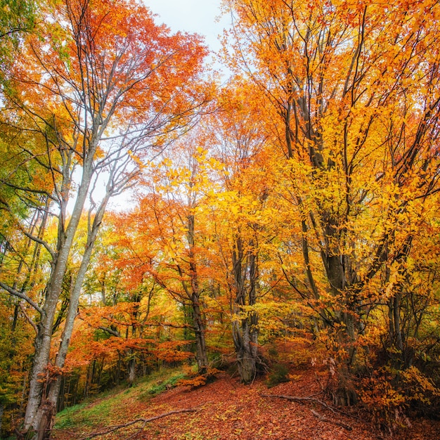 Forest Road in autunno.