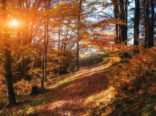 Forest Road in autunno