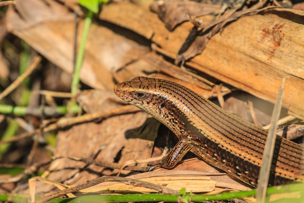 Forest Skink comune