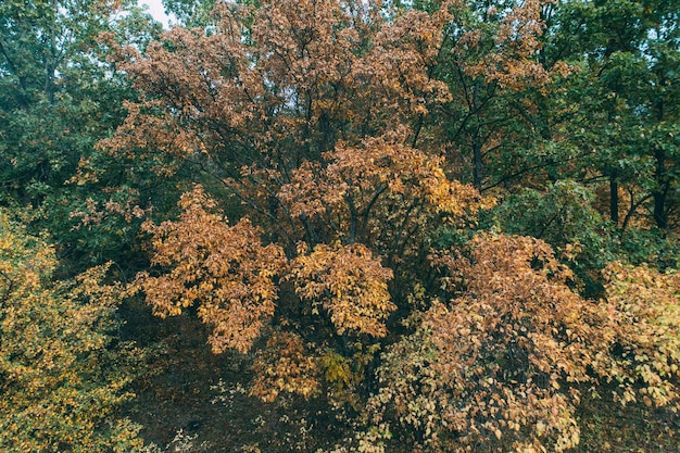 Foresta aerea girato natura parco marrone fogliame giallo arancio dell'albero