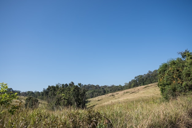 Foresta al Parco Nazionale Khao Yai.