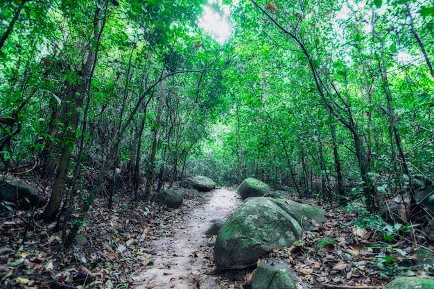 foresta, alberi, natura