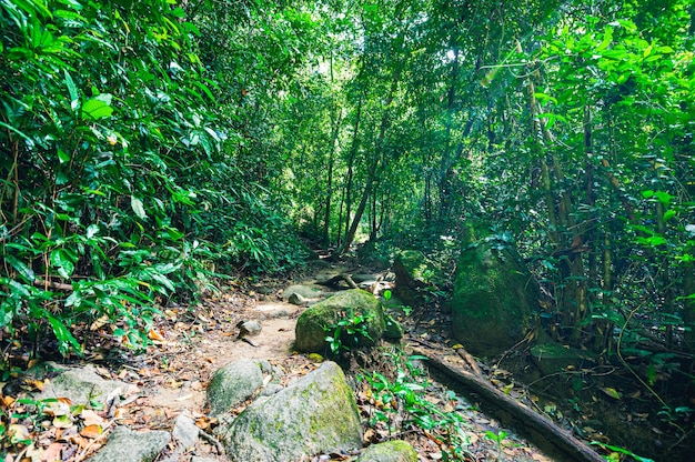 foresta, alberi, natura