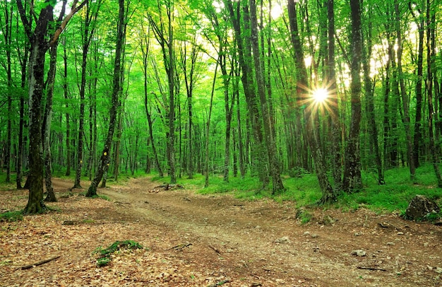 Foresta all'alba. Il percorso è nella foresta verde.