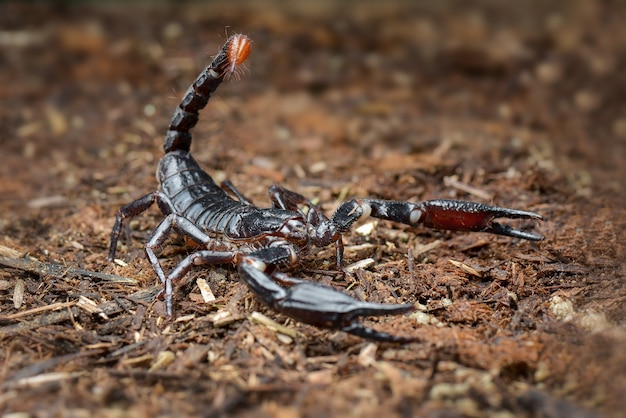 Foresta asiatica dello scorpione in un giardino tropicale