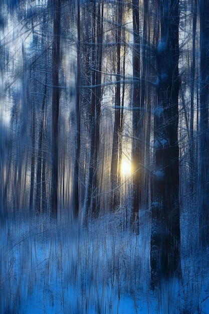 foresta astratta sfocata linee verticali invernali / sfondo foresta invernale, paesaggio astratto