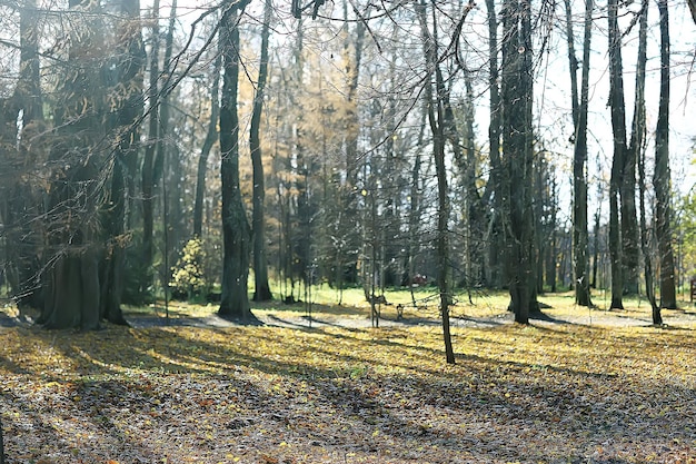 foresta autunnale a nord / paesaggio nella foresta autunnale, nord, vista sulla natura nella stagione autunnale