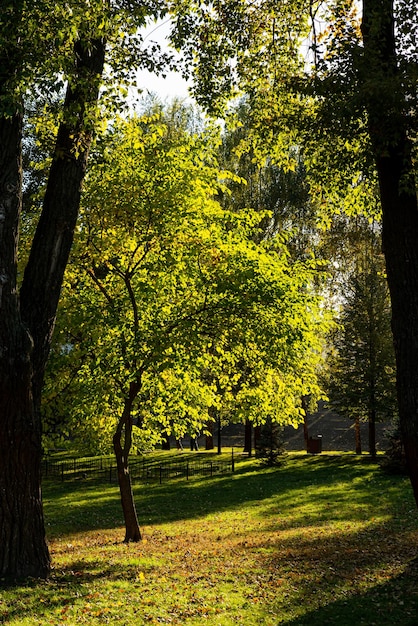 Foresta autunnale al tramonto