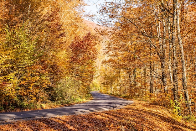 Foresta autunnale all'alba vicino alla strada con il sole che proietta splendidi raggi di luce attraverso gli alberi