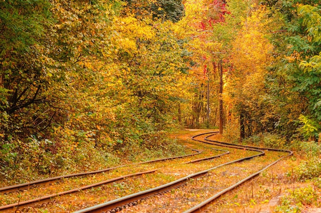 Foresta autunnale attraverso la quale un vecchio tram percorre l'Ucraina