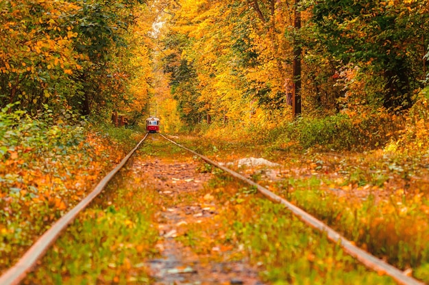 Foresta autunnale attraverso la quale un vecchio tram percorre l'Ucraina