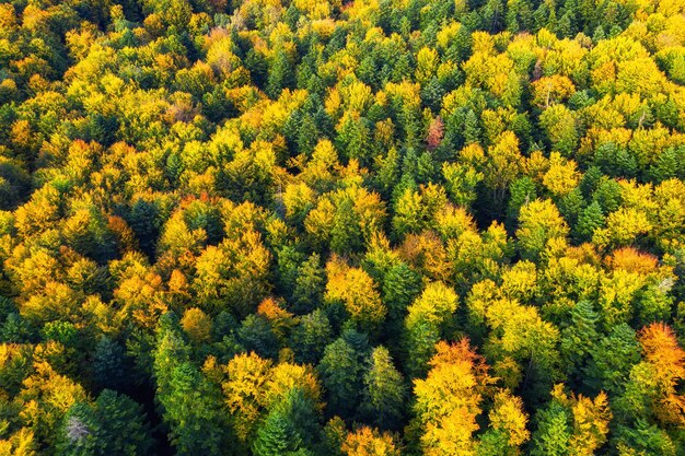 Foresta autunnale come sfondo dall'aria Paesaggio naturale da drone nel periodo autunnale Immagine della foresta