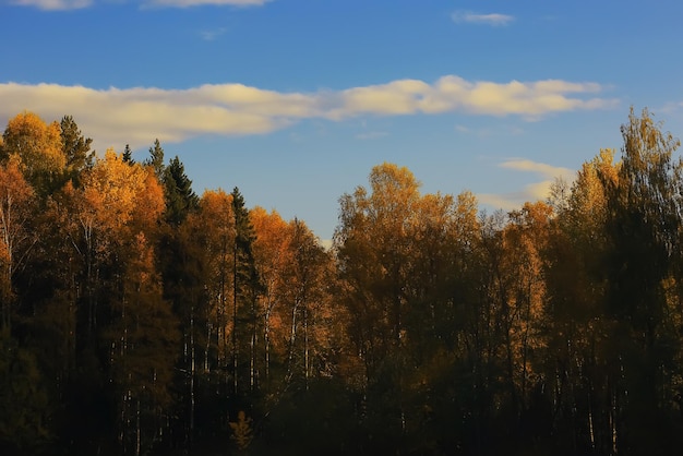 Foresta autunnale con fogliame multicolore