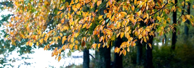 Foresta autunnale con foglie gialle sugli alberi vicino al fiume, sfondo autunnale