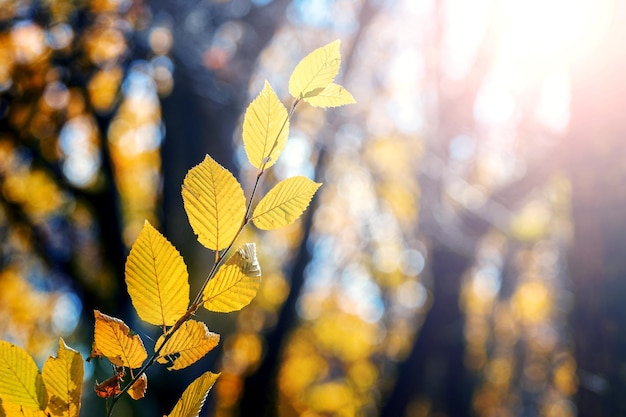 Foresta autunnale con tempo soleggiato Ramo di albero con foglie gialle nella foresta autunnale