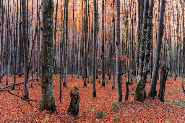 Foresta autunnale con vista dall'alto di alberi colorati luminosi. Sfondo naturale o texture.