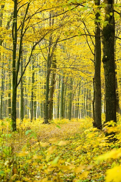 Foresta autunnale dorata con raggi di sole