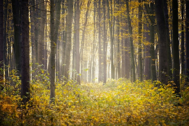 Foresta autunnale dorata con raggi di sole