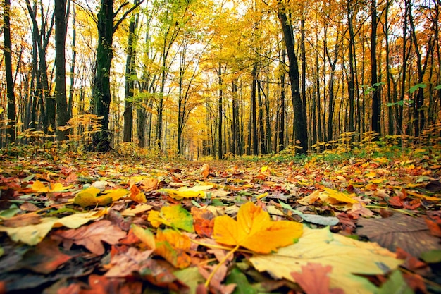 Foresta autunnale dorata con raggi di sole