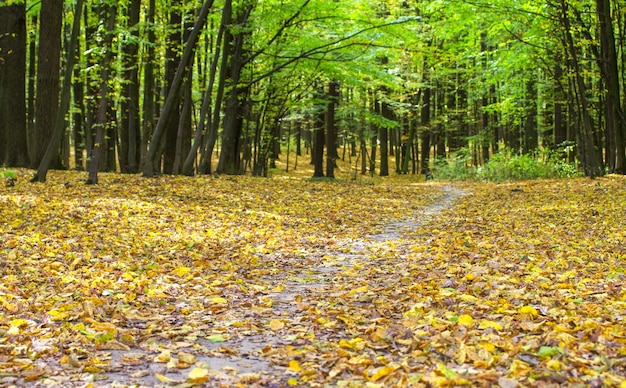 Foresta autunnale dorata con raggi di sole