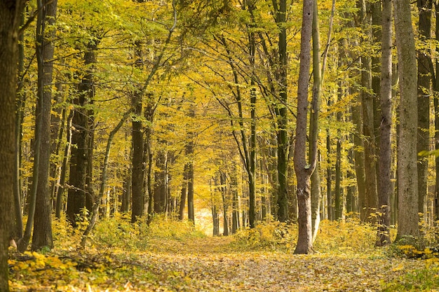 Foresta autunnale dorata con raggi di solexAxA