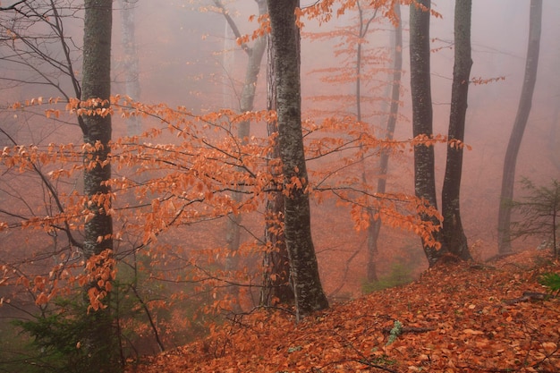 Foresta autunnale dorata nella nebbia