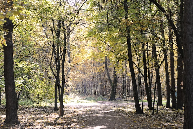 Foresta autunnale in una giornata di sole - tempo di caduta