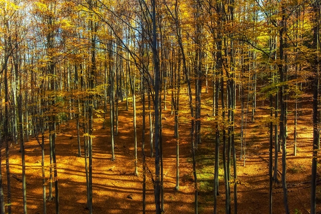 Foresta autunnale luminosa di montagna