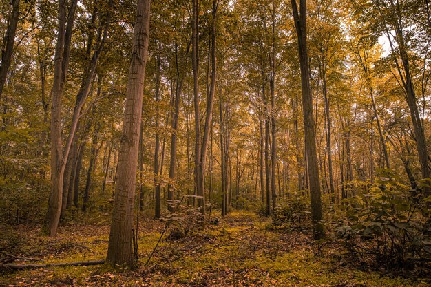 Foresta autunnale, nebbia mattutina, paesaggio astratto della natura autunnale. Tranquilla calma foresta scenica