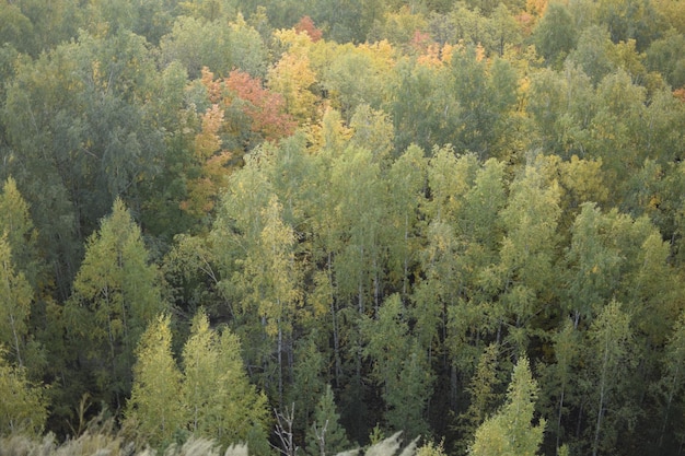 Foresta autunnale nel distretto di Sengileyevsky della regione di Ulyanovsk, betulle con fogliame giallo e verde Vista dall'alto