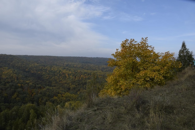 Foresta autunnale nel distretto di Sengileyevsky della regione di Ulyanovsk, betulle con fogliame giallo e verde