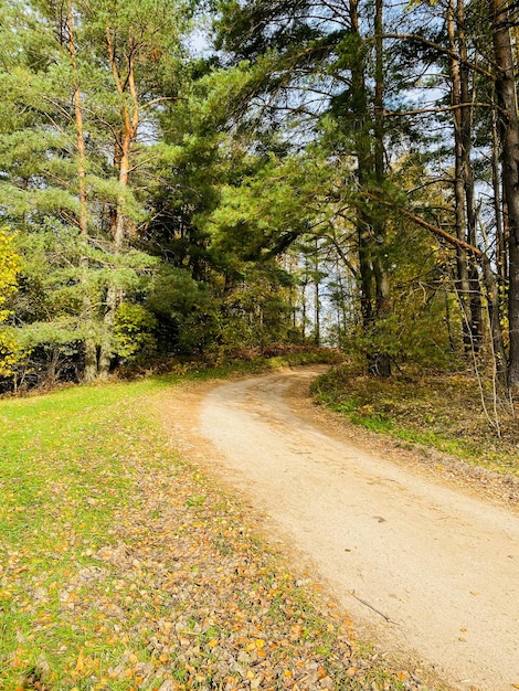 foresta autunnale nel parco