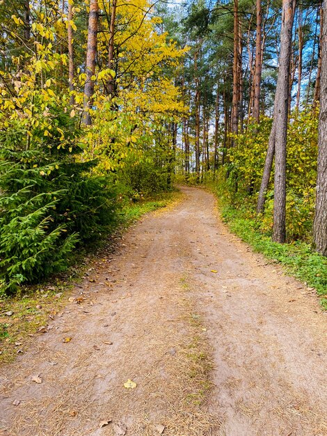 foresta autunnale nel parco