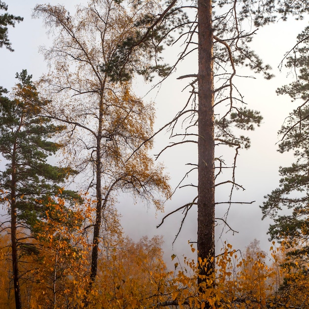 Foresta autunnale nella nebbia mattutina