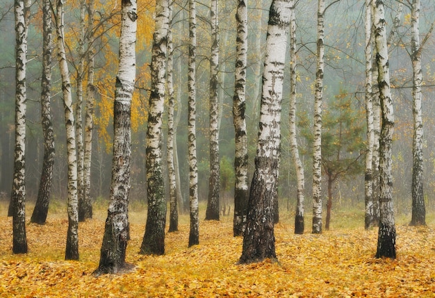 Foresta autunnale nella nebbia