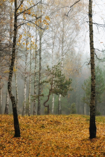 Foresta autunnale nella nebbia