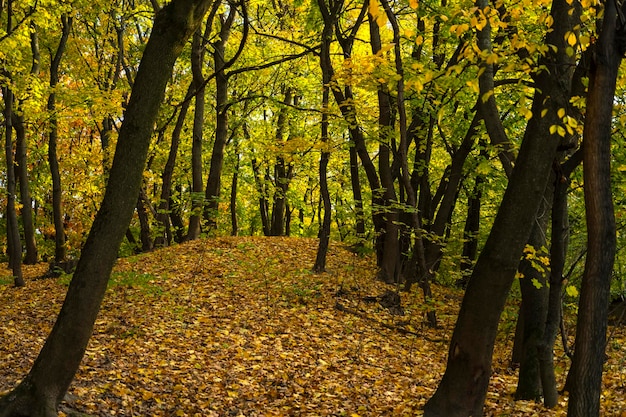 foresta autunnale. Paesaggio forestale in autunno. sfondo autunnale