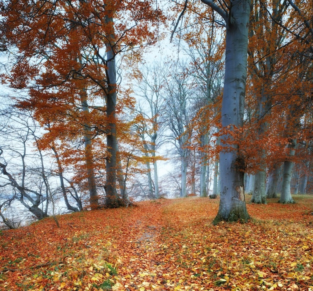 Foresta autunnale Scena della foresta autunnale nella natura