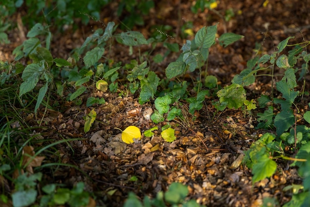 Foresta autunnale vibrante con piccoli topi e fogliame verde lussureggiante