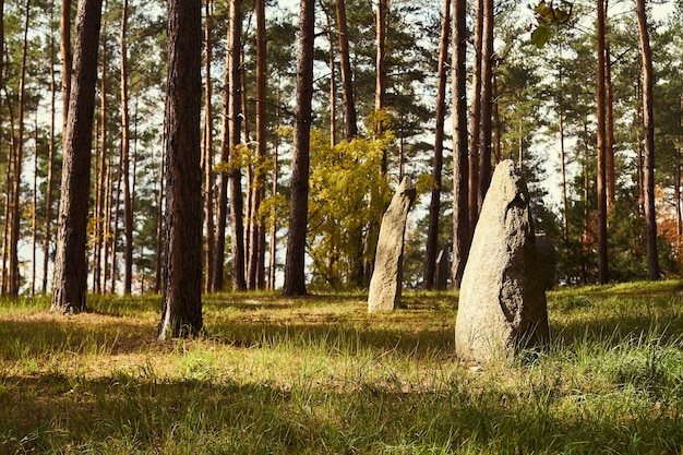 Foresta autunnale