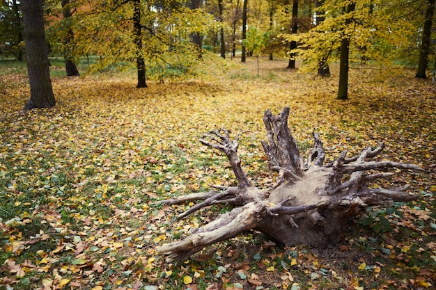 Foresta autunnale