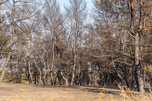 Foresta bruciata dopo l'incendio in Ucraina