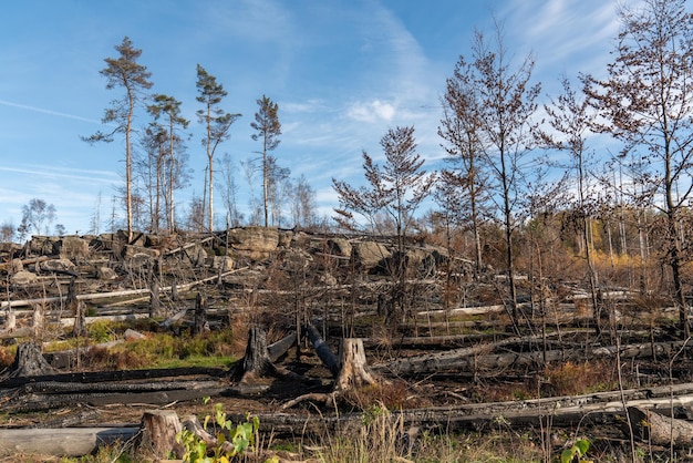 Foresta bruciata Natura dopo l'incendio Parco Nazionale della Svizzera sassone Germania Famoso luogo turistico