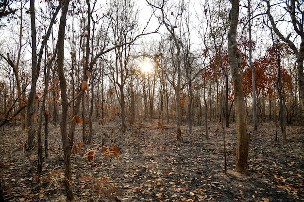 Foresta bruciata nella campagna di Thailnad