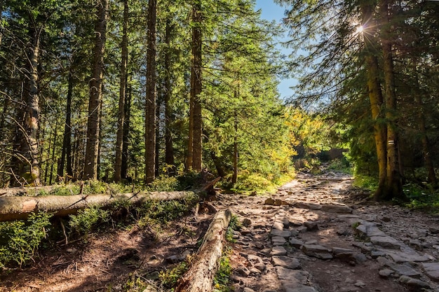 Foresta colorata nei monti Tatra all'alba in autunno