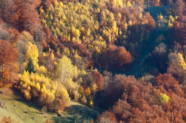 Foresta colorata sul pendio in montagna nebbiosa autunno.