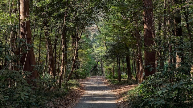 Foresta con alberi da vicino